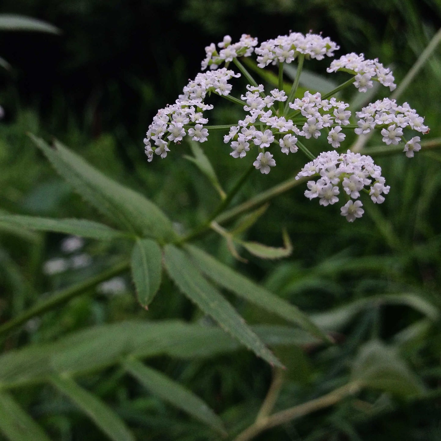 Semences - Berle douce Akène, culture forestière