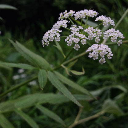 Semences - Berle douce Akène, culture forestière