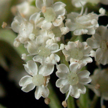 Semences - Berle douce Akène, culture forestière