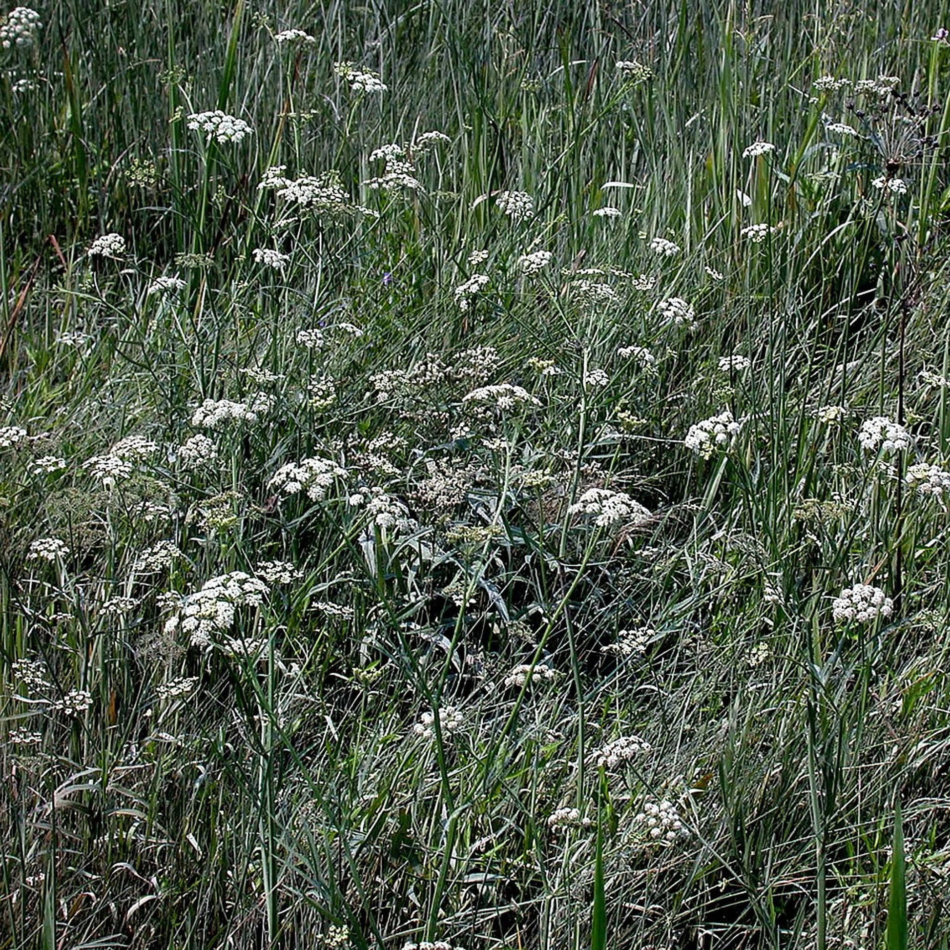 Semences - Berle douce Akène, culture forestière