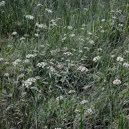 Semences - Berle douce Akène, culture forestière