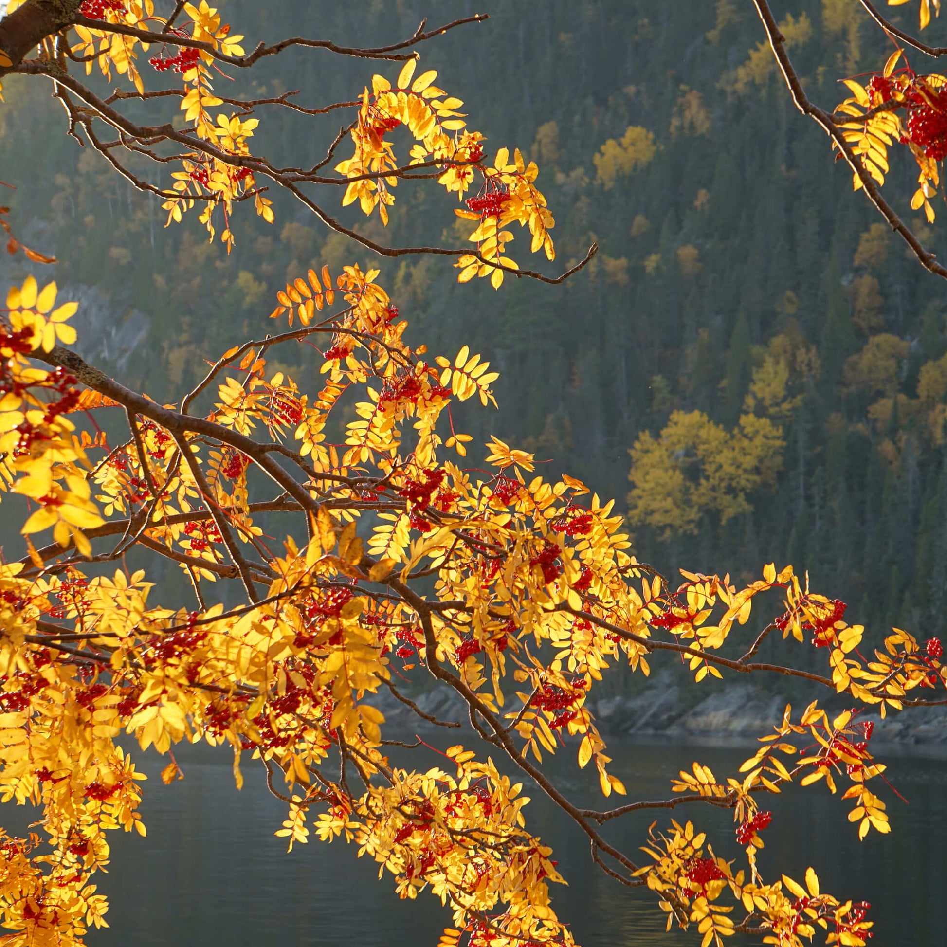 Semences - Sorbier d'Amérique Akène, culture forestière
