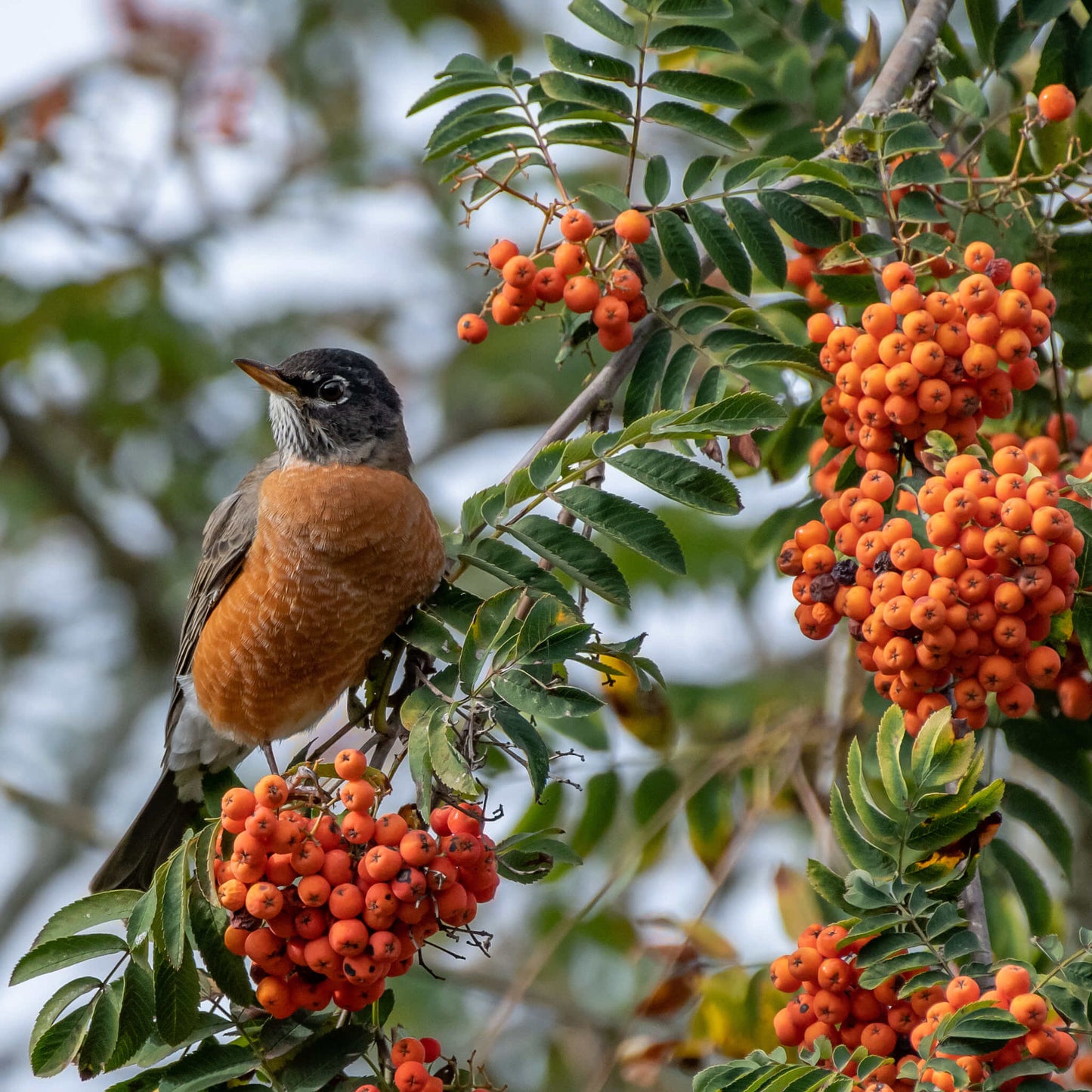 Semences - Sorbier d'Amérique Akène, culture forestière