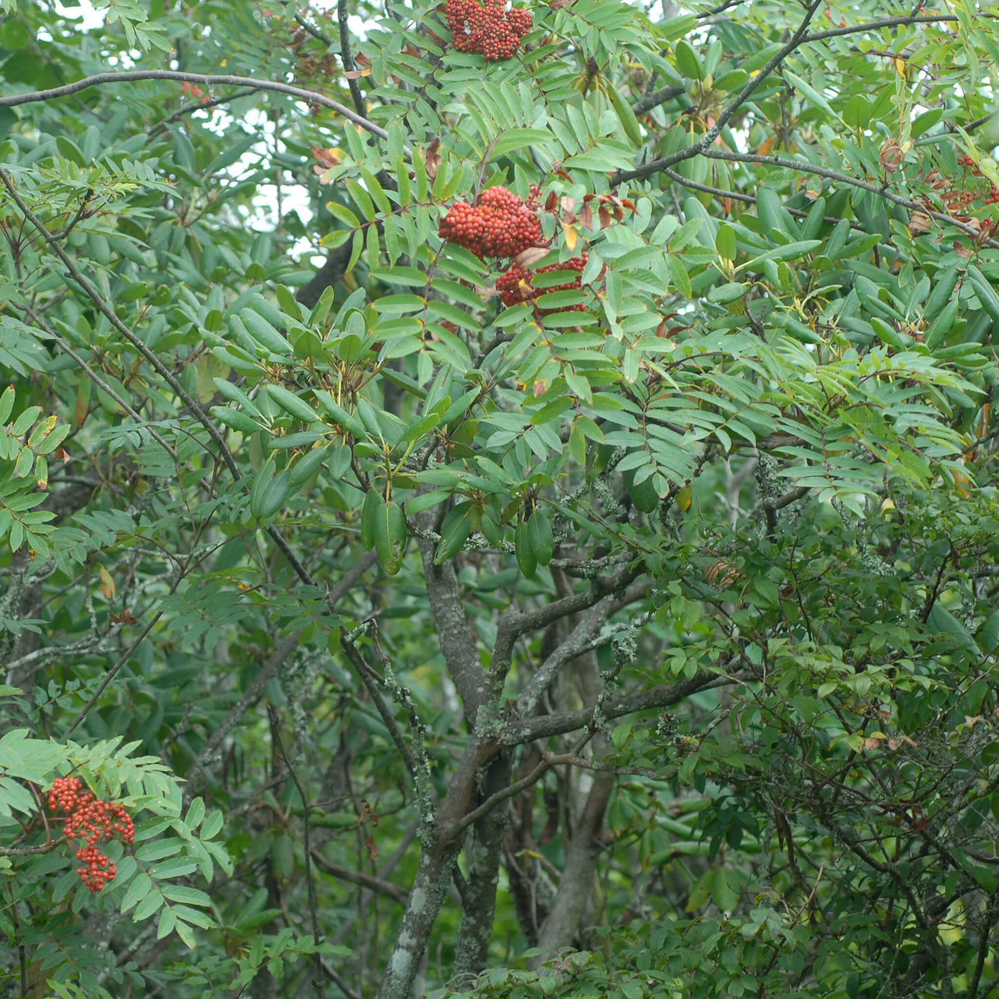 Semences - Sorbier d'Amérique Akène, culture forestière