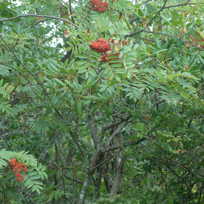 Semences - Sorbier d'Amérique Akène, culture forestière