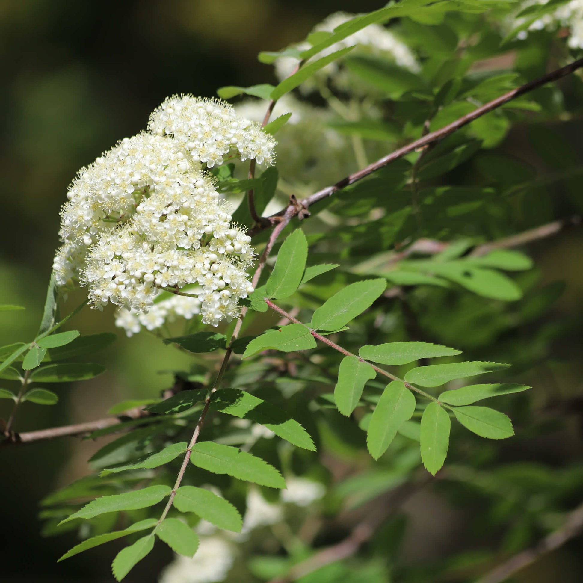 Semences - Sorbier d'Amérique Akène, culture forestière