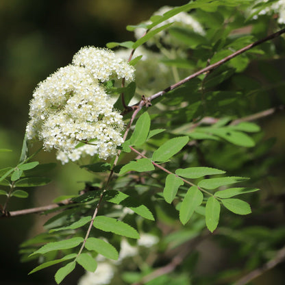 Semences - Sorbier d'Amérique Akène, culture forestière