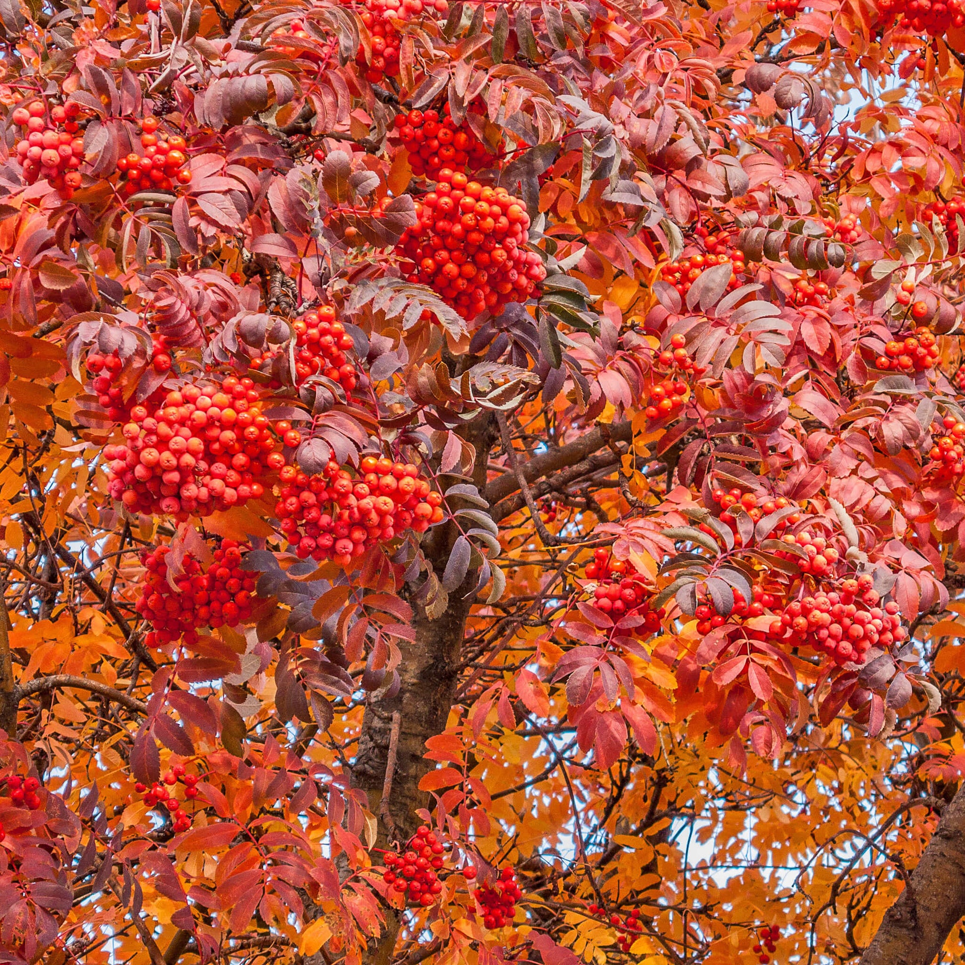 Semences - Sorbier d'Amérique Akène, culture forestière