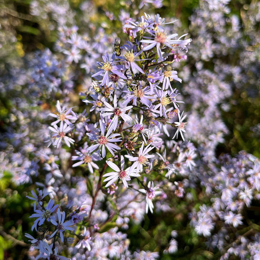 Semences Akene - Aster à feuilles cordées Akène, culture forestière