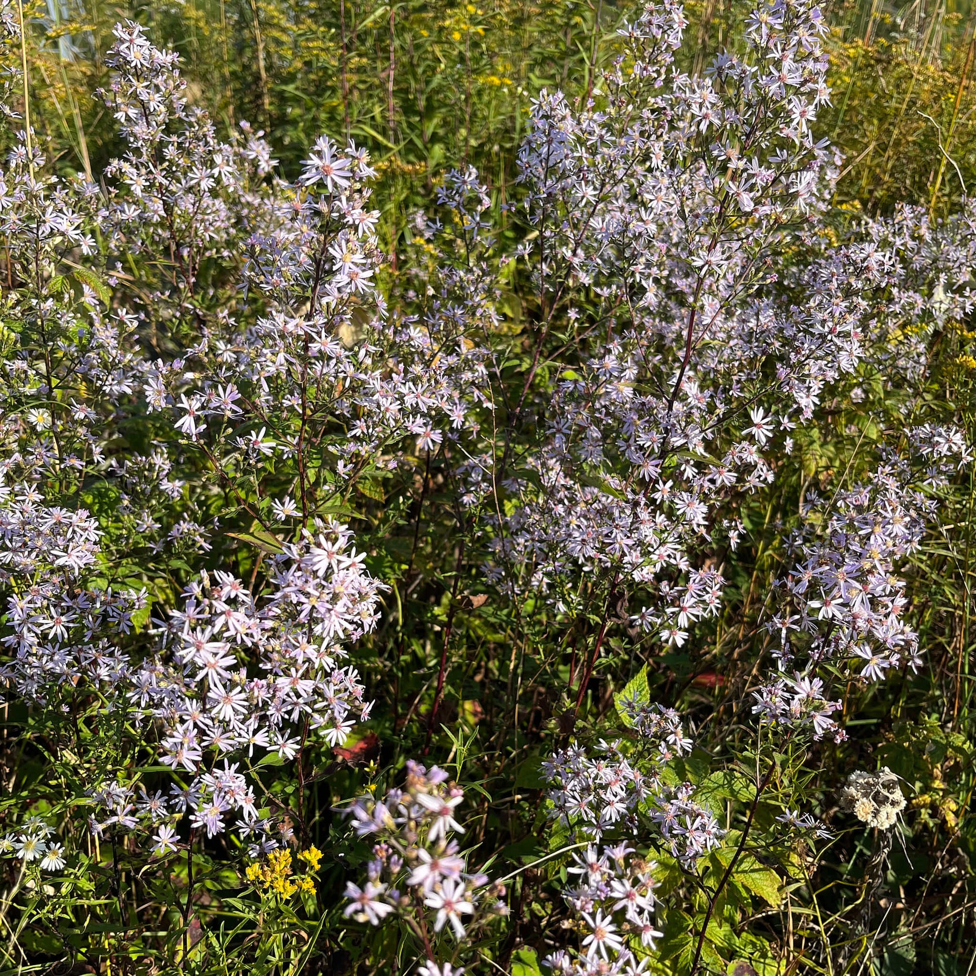 Semences Akene - Aster à feuilles cordées Akène, culture forestière