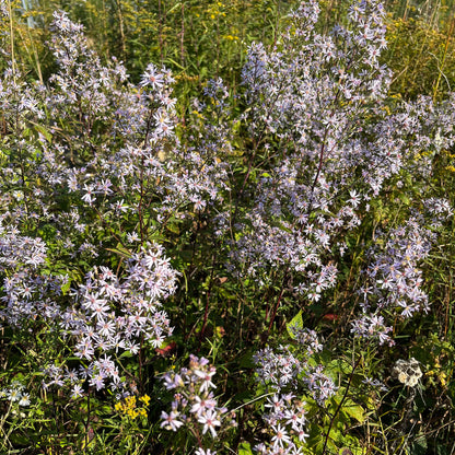 Semences Akene - Aster à feuilles cordées Akène, culture forestière