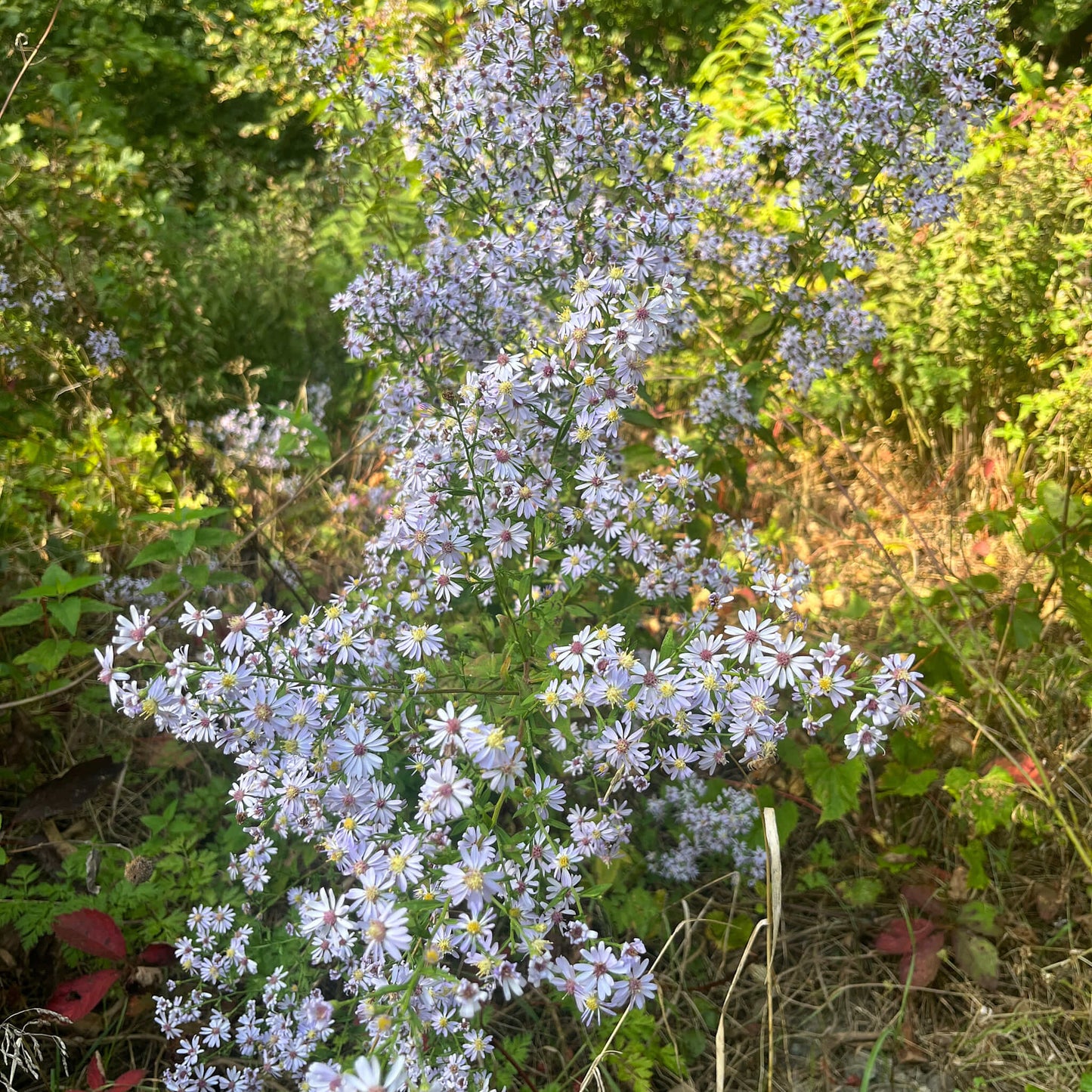 Semences Akene - Aster à feuilles cordées Akène, culture forestière