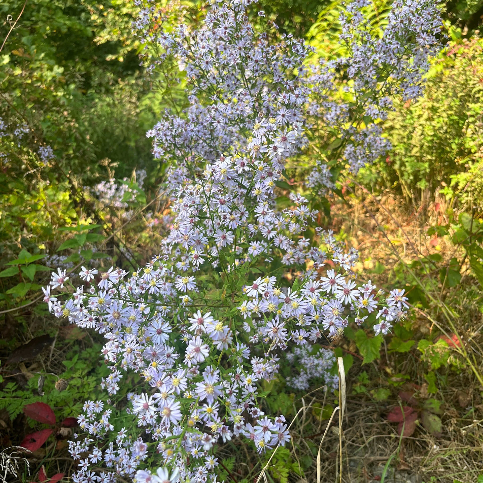 Semences Akene - Aster à feuilles cordées Akène, culture forestière