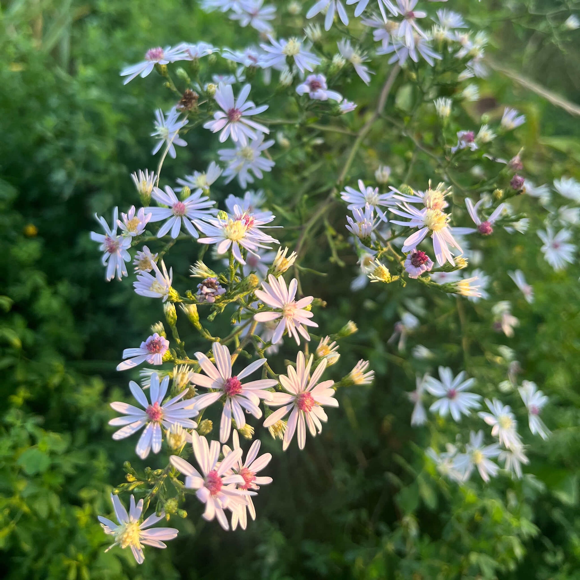 Semences Akene - Aster à feuilles cordées Akène, culture forestière