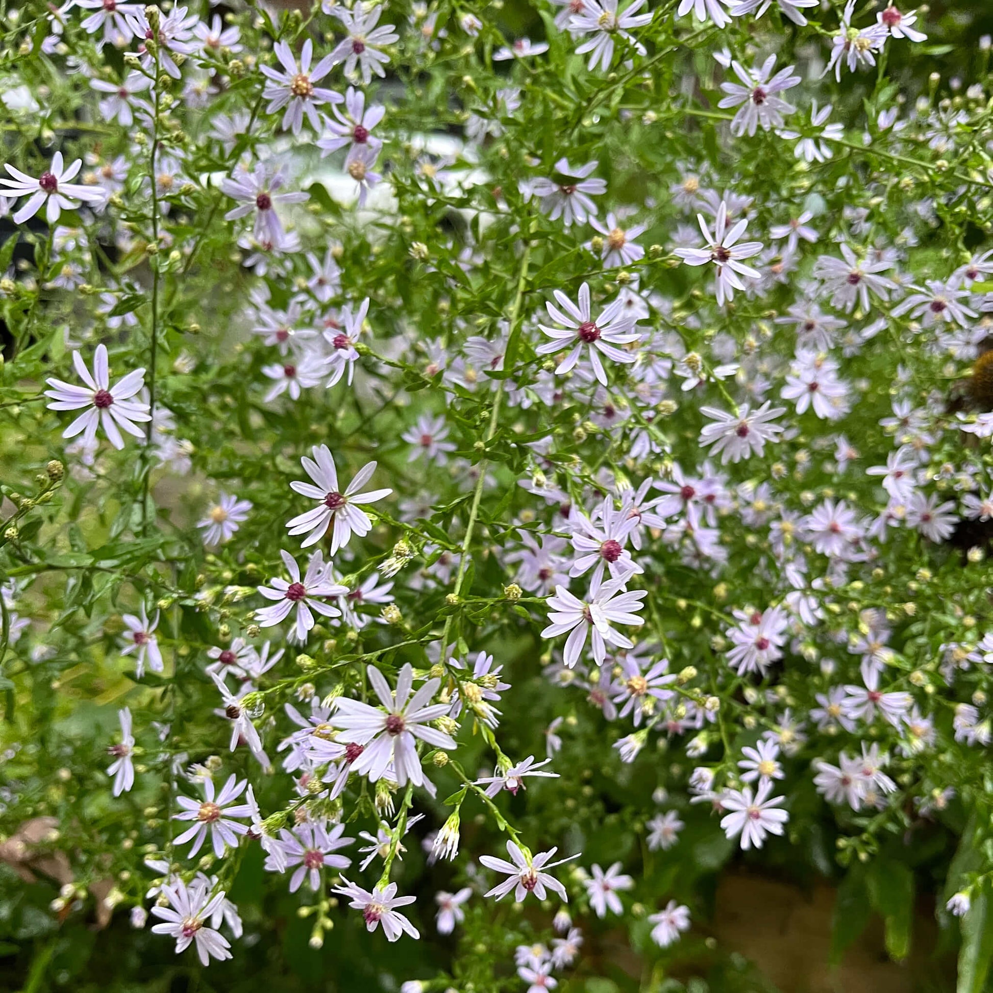 Semences Akene - Aster à feuilles cordées Akène, culture forestière