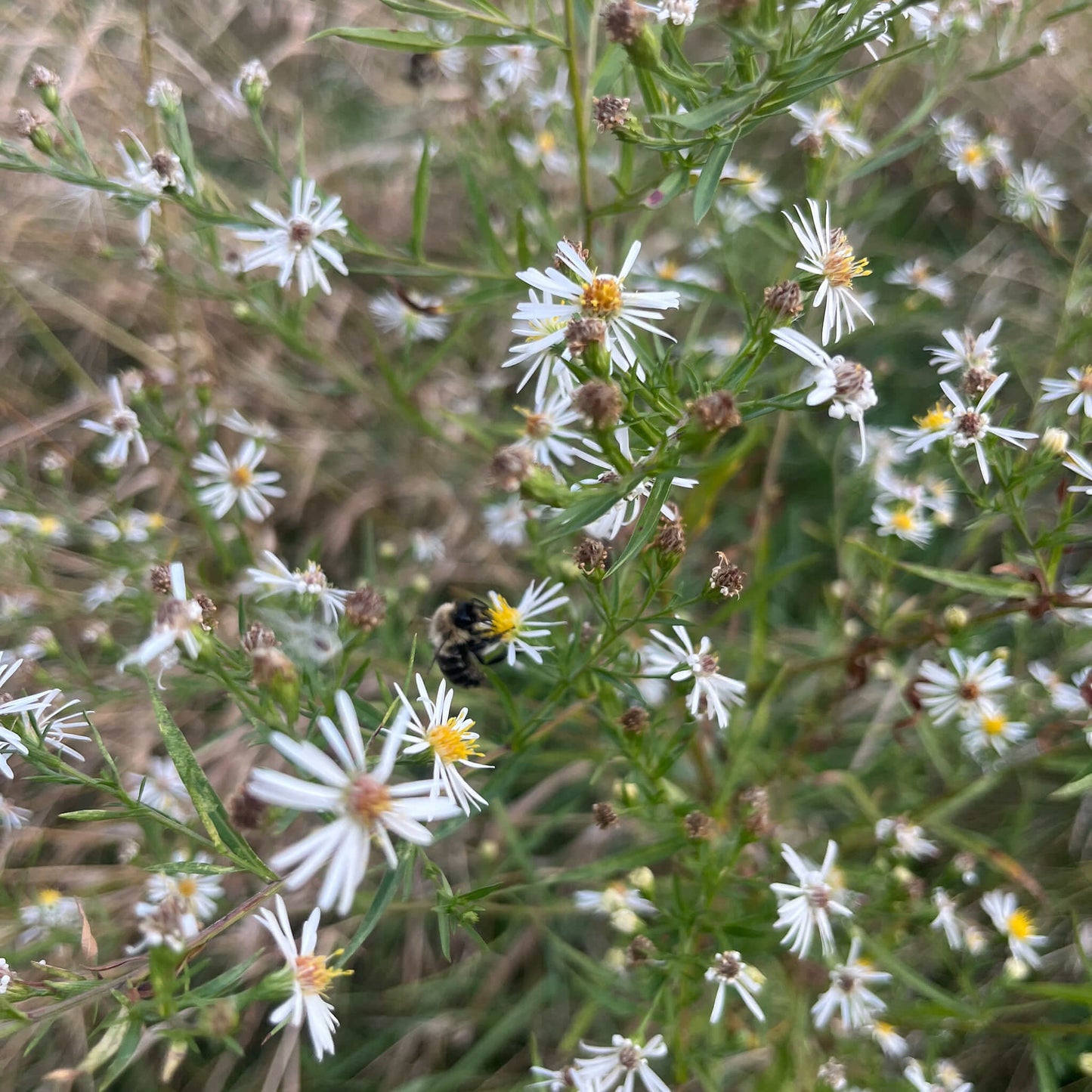 Semences - Aster lancéolé Akène, culture forestière