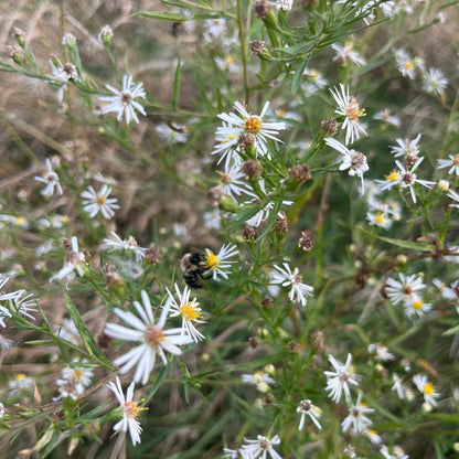Semences - Aster lancéolé Akène, culture forestière
