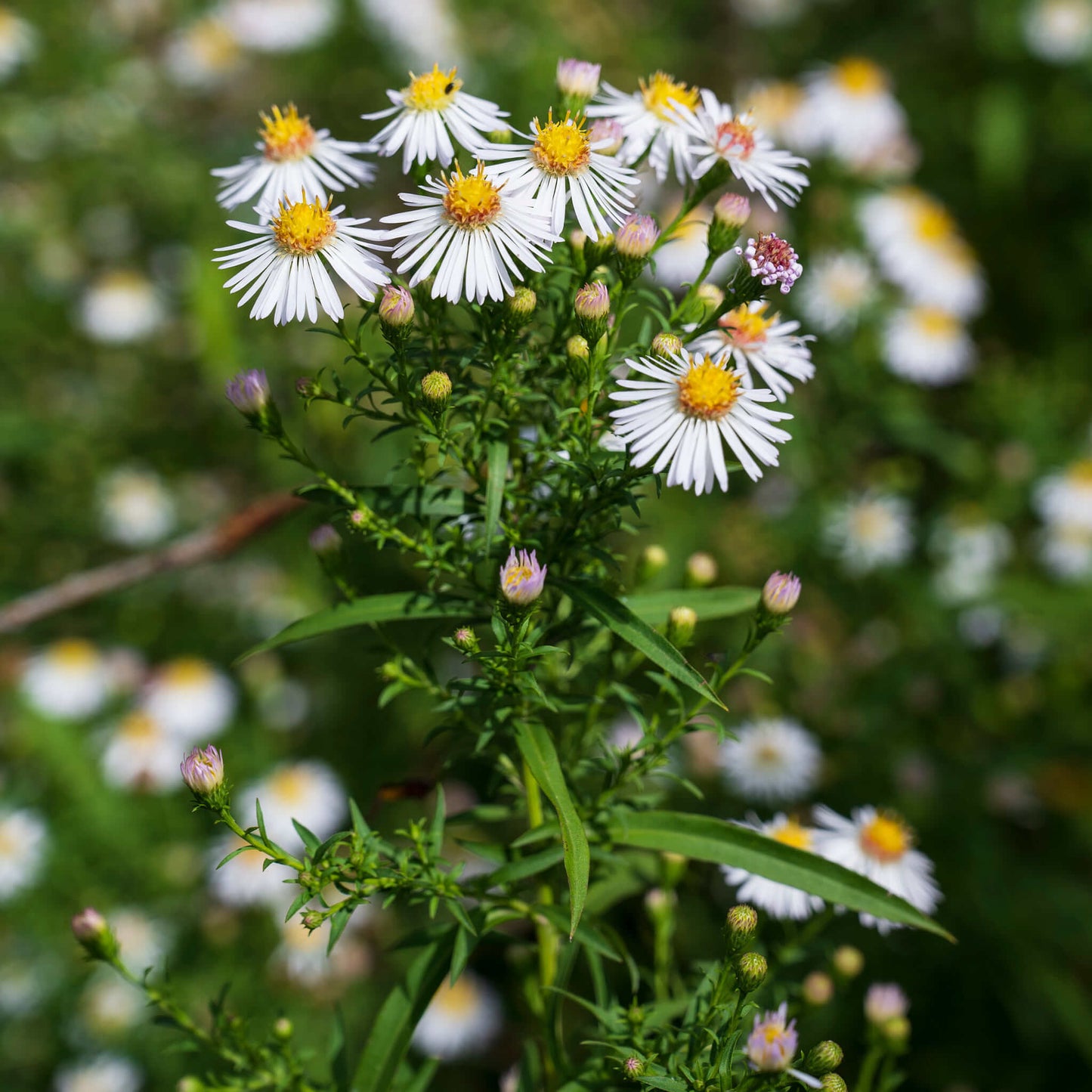 Semences - Aster lancéolé Akène, culture forestière