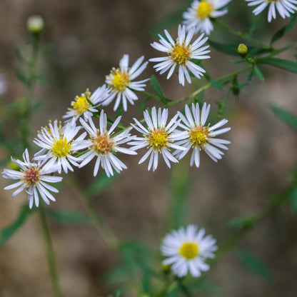 Semences - Aster lancéolé Akène, culture forestière