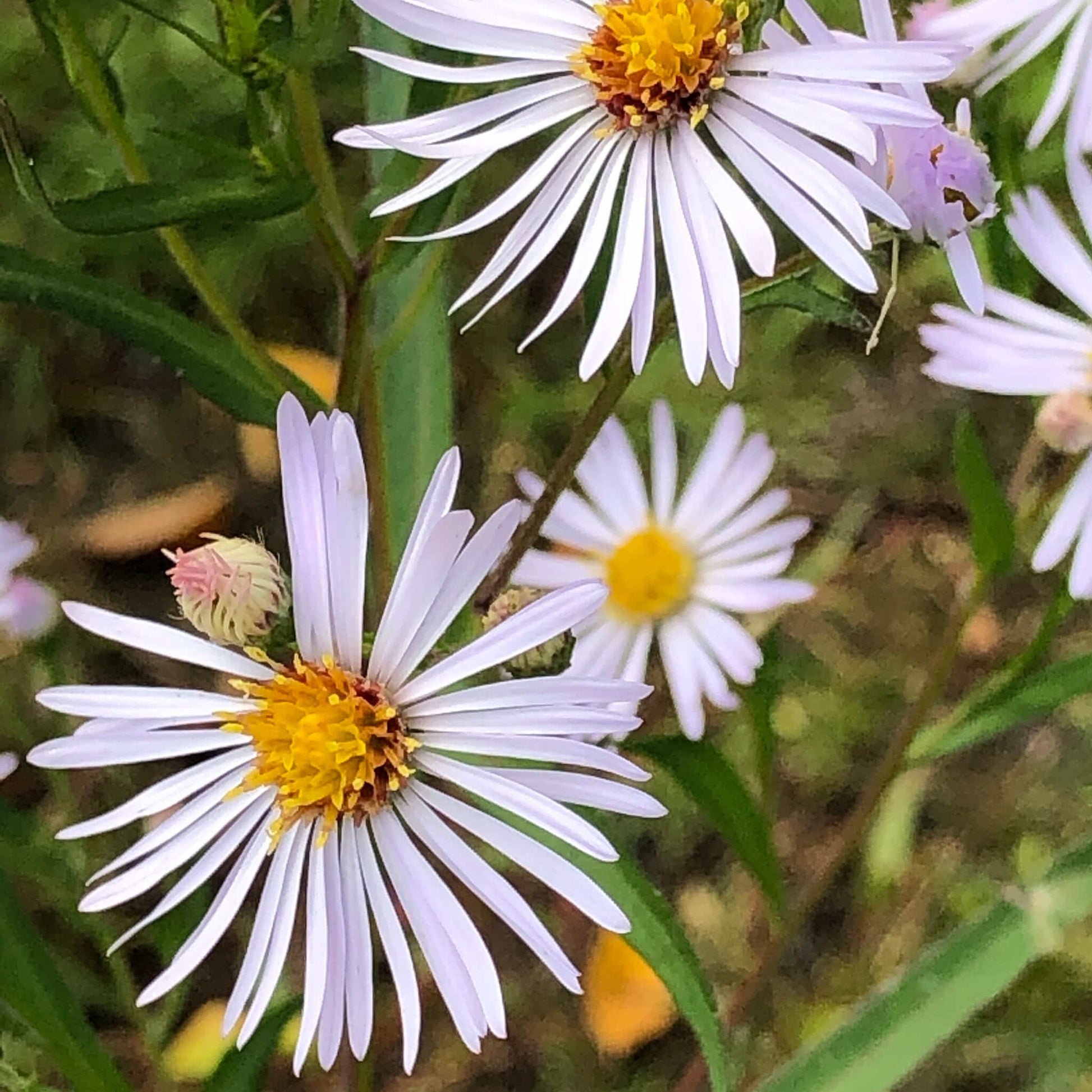 Semences - Aster lancéolé Akène, culture forestière