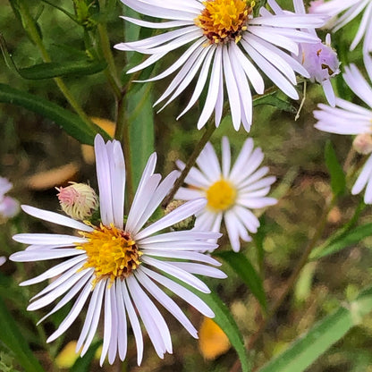 Semences - Aster lancéolé Akène, culture forestière