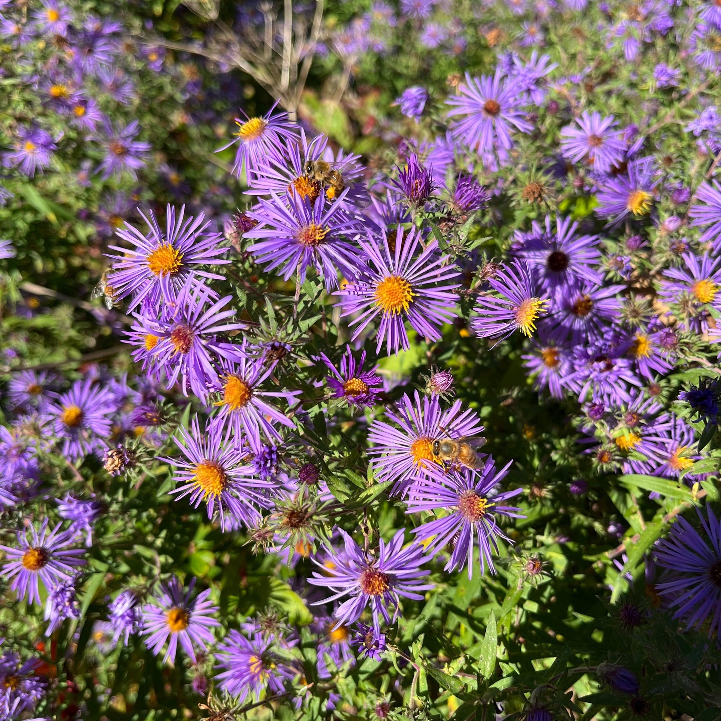 Coffret de semences - Îlot de biodiversité Akène, culture forestière