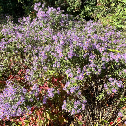 Semences - Aster de Nouvelle-Angleterre Akène, culture forestière