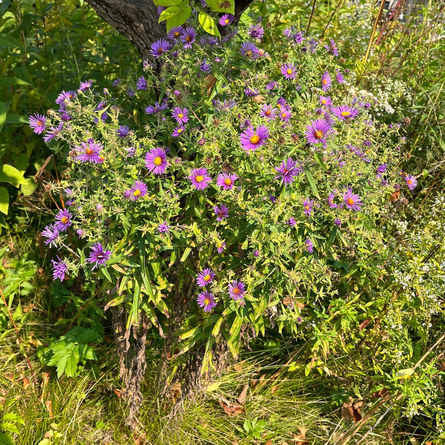 Semences - Aster de Nouvelle-Angleterre Akène, culture forestière