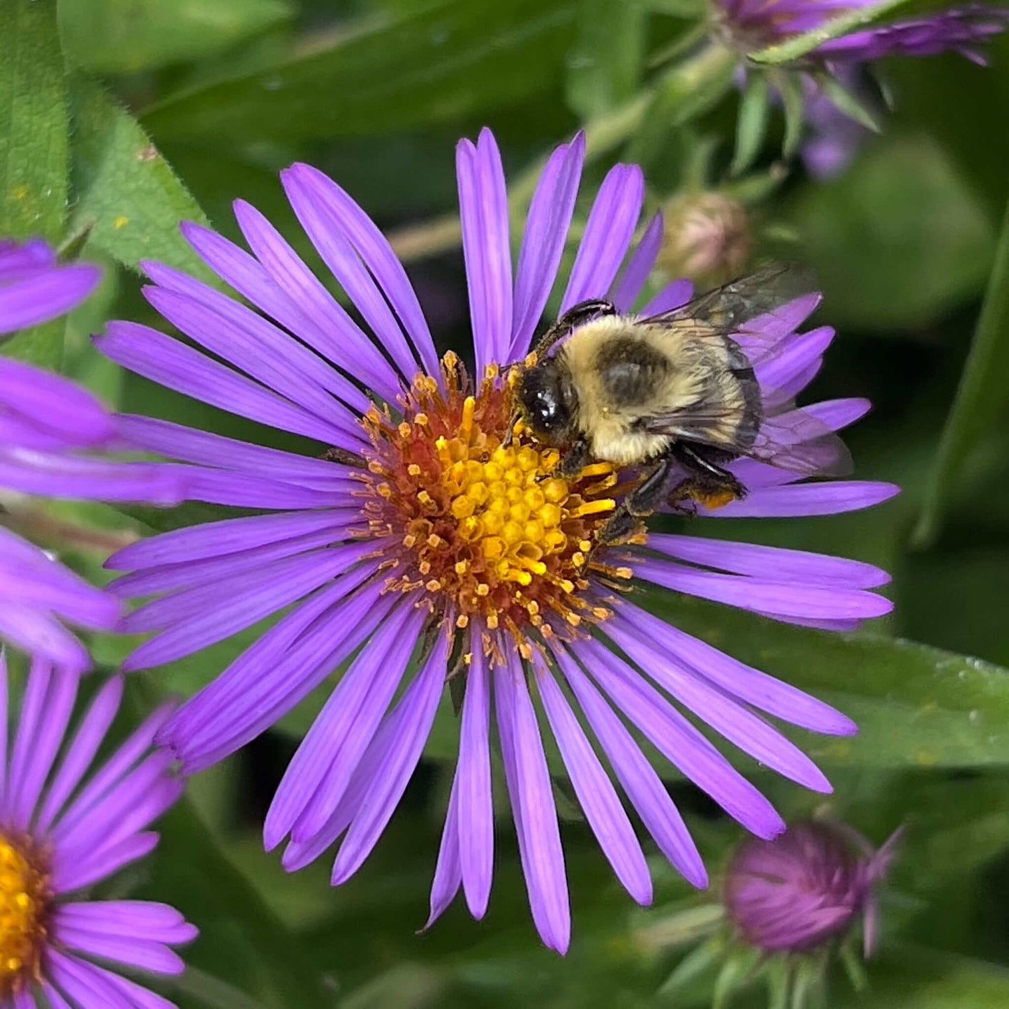 Semences - Aster de Nouvelle-Angleterre Akène, culture forestière