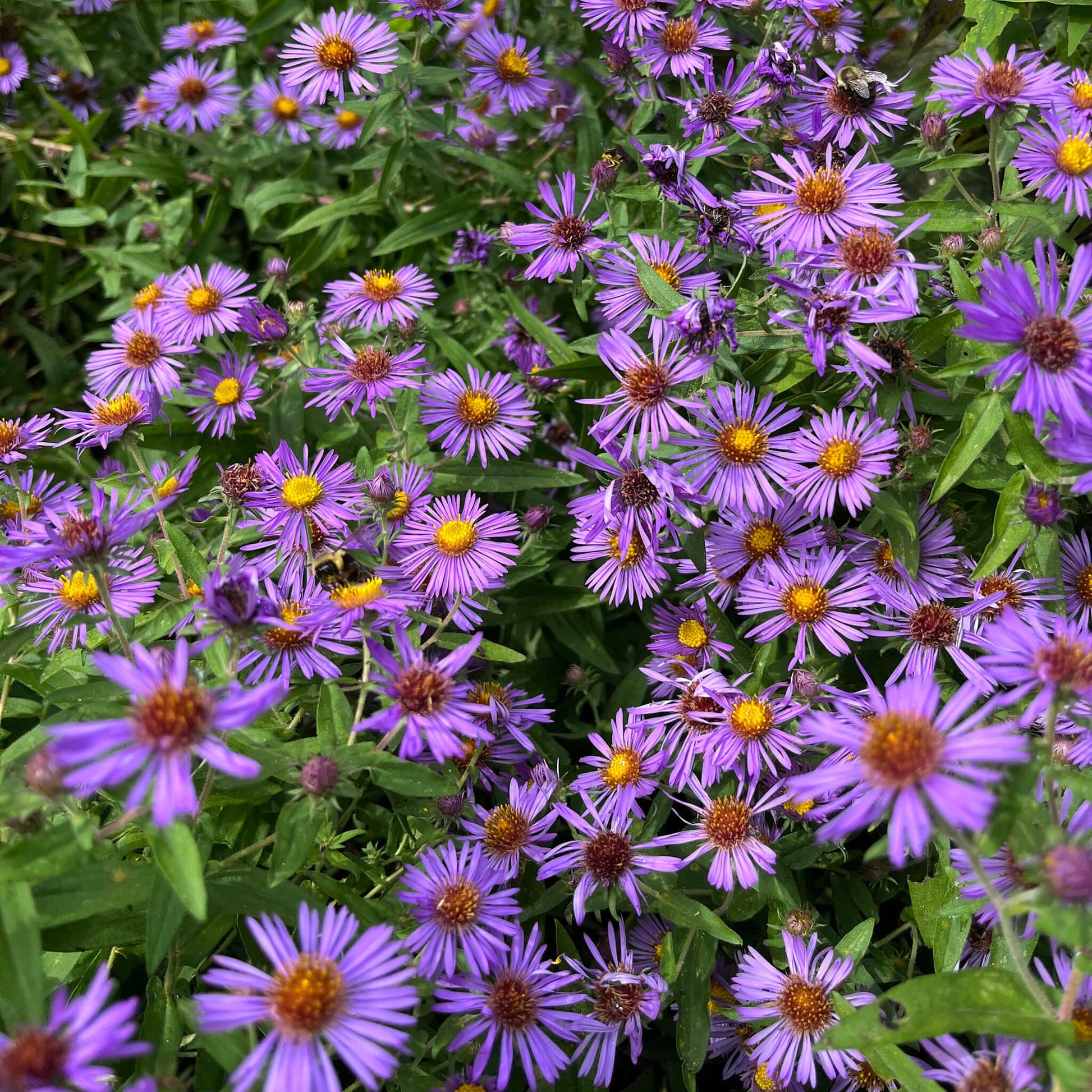 Semences - Aster de Nouvelle-Angleterre Akène, culture forestière