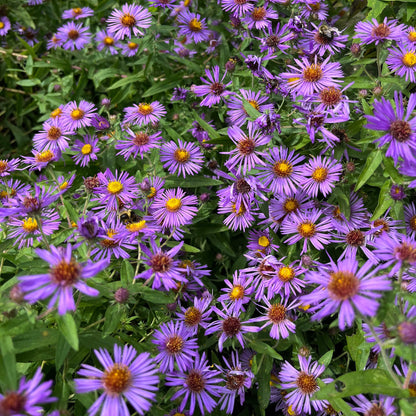 Semences - Aster de Nouvelle-Angleterre Akène, culture forestière