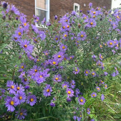 Semences - Aster de Nouvelle-Angleterre Akène, culture forestière