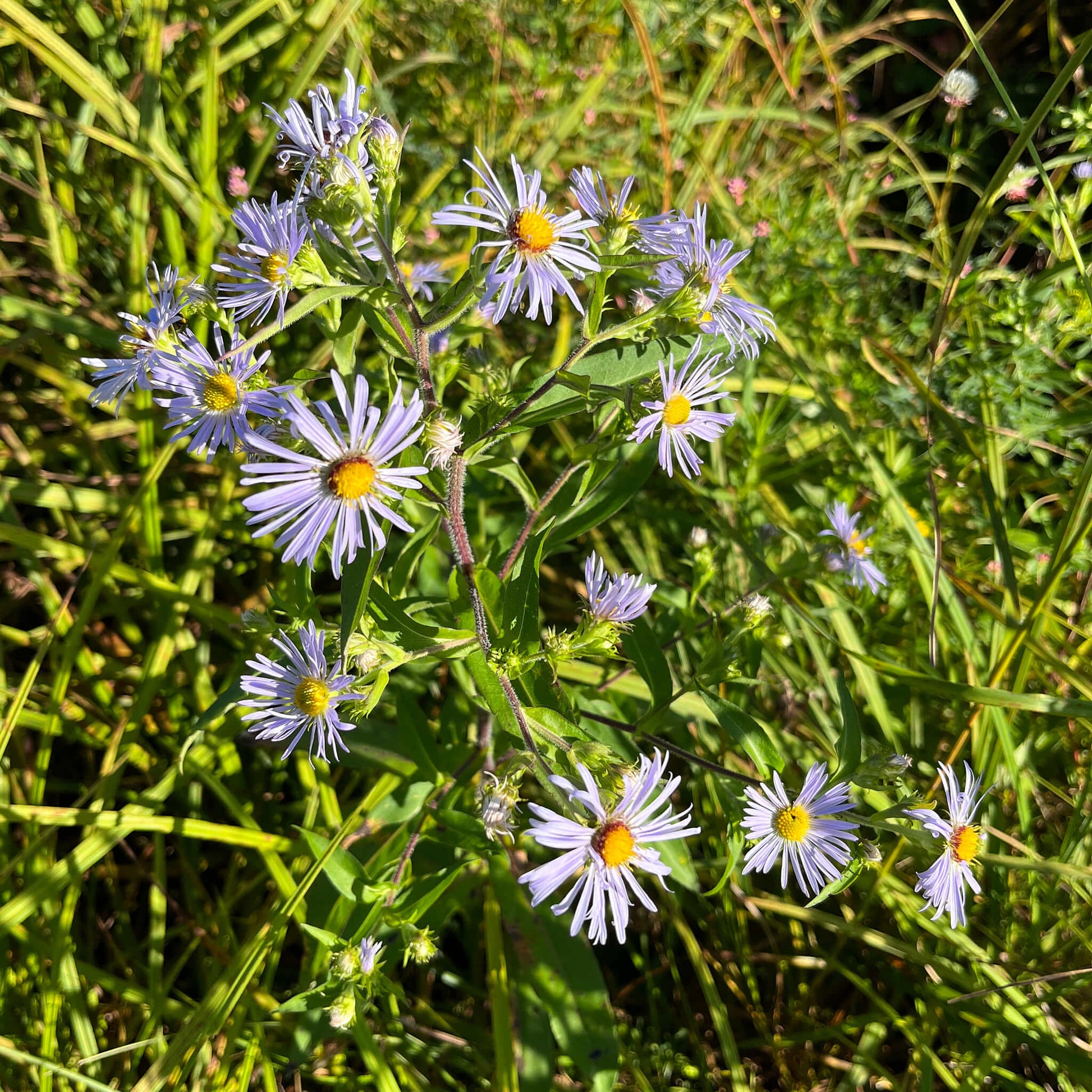Semences Akene - Aster ponceau Akène, culture forestière