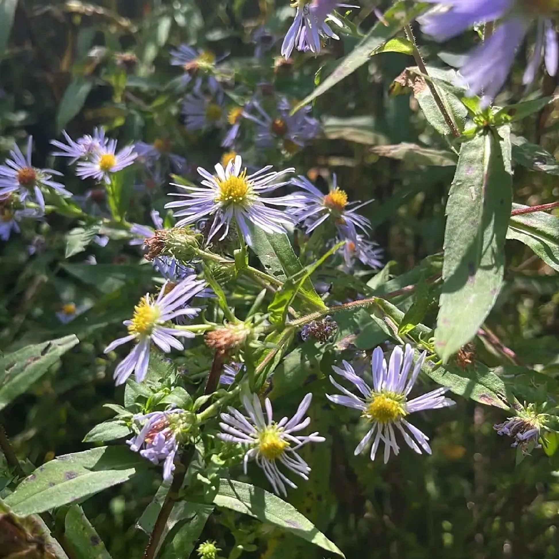 Semences Akene - Aster ponceau Akène, culture forestière
