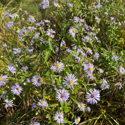 Semences Akene - Aster ponceau Akène, culture forestière