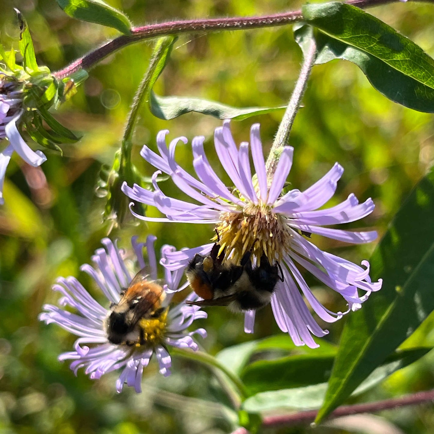 Semences Akene - Aster ponceau Akène, culture forestière