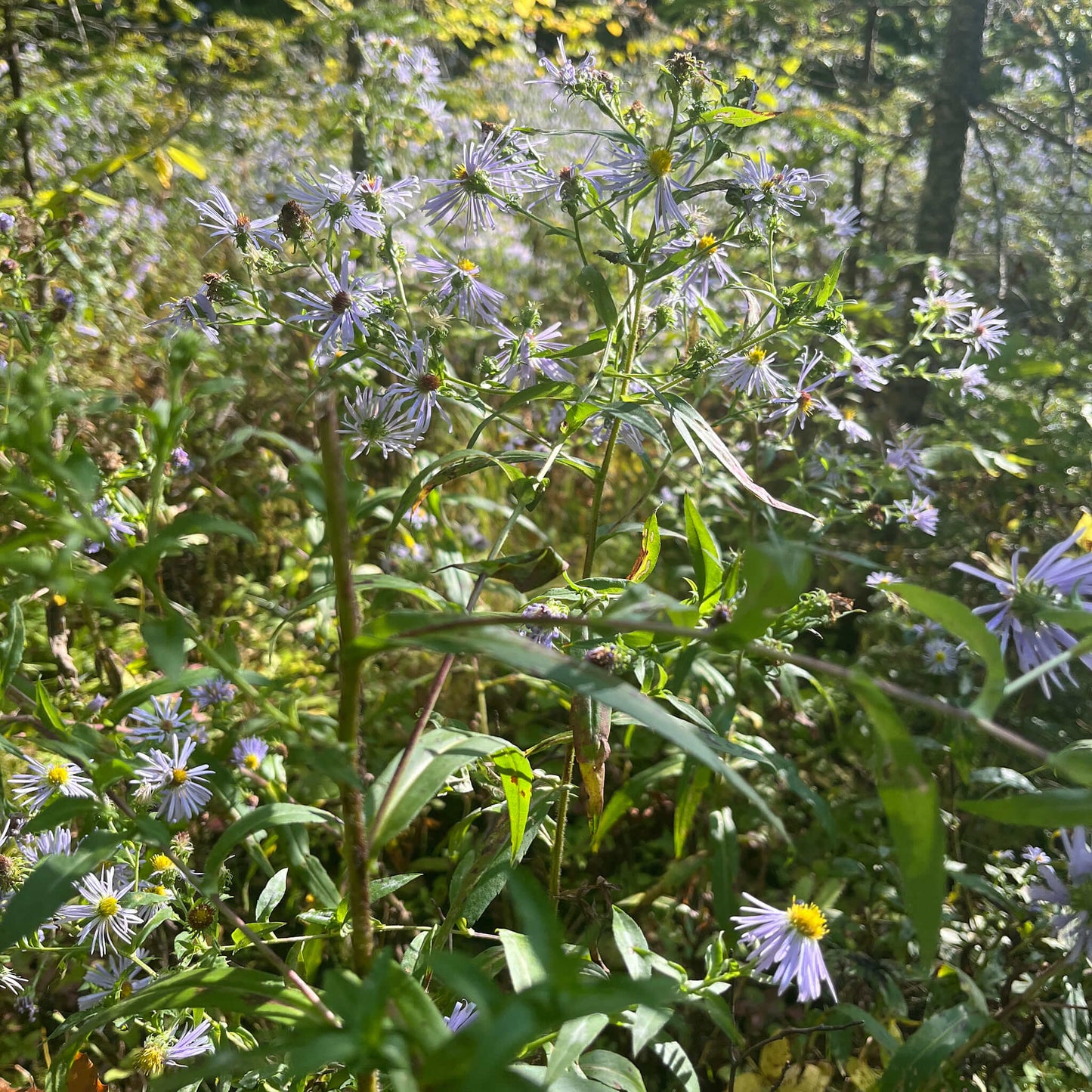 Semences Akene - Aster ponceau Akène, culture forestière