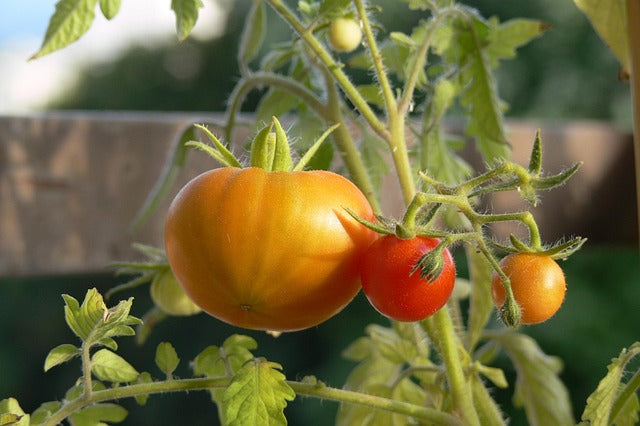 tomates_jaunes_set_rouges
