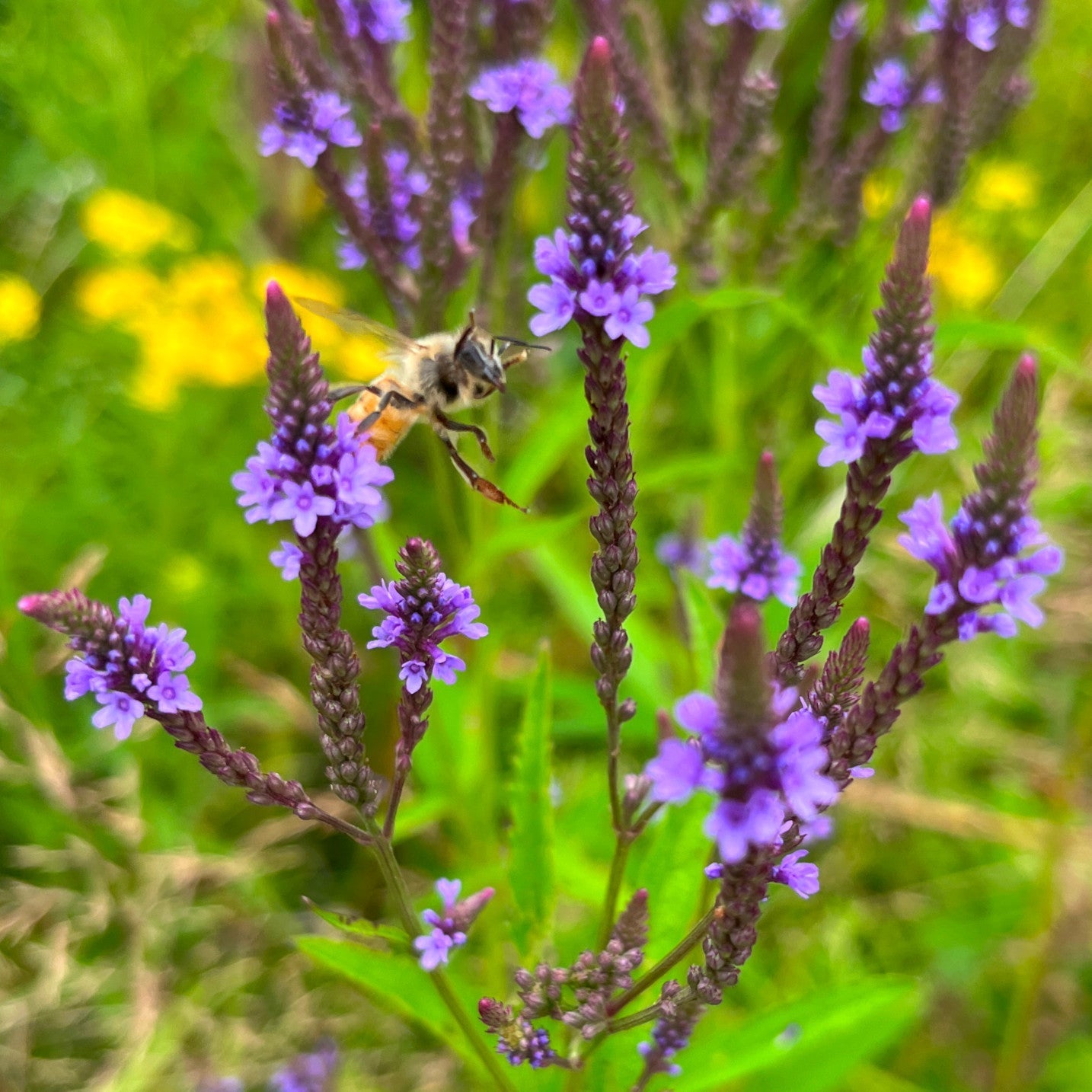 Semences - Verveine hastée Akène, culture forestière