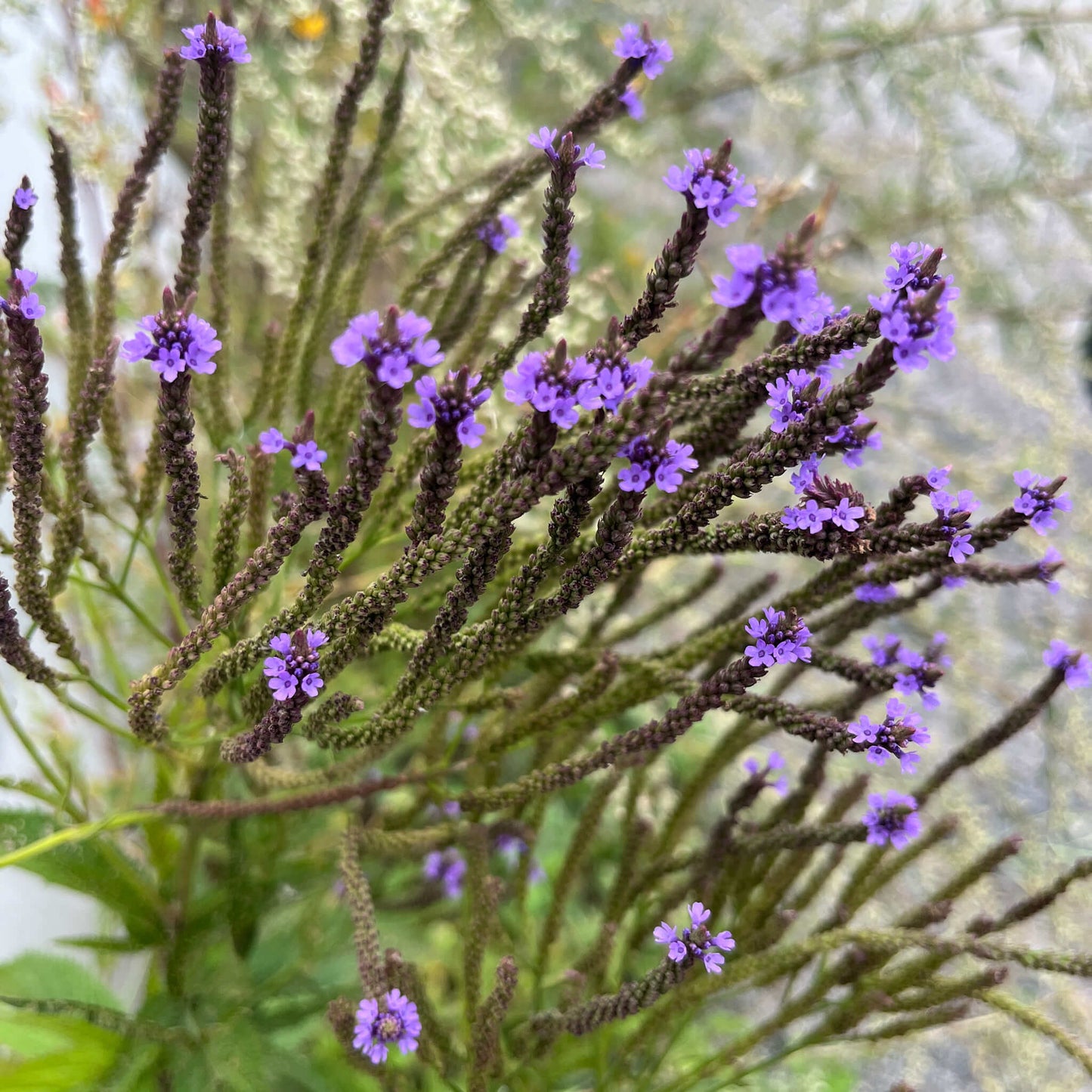 Semences - Verveine hastée Akène, culture forestière