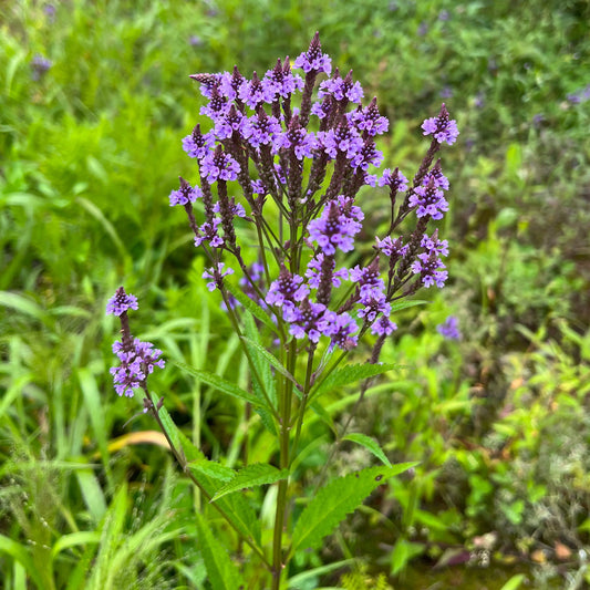 Semences - Verveine hastée Akène, culture forestière