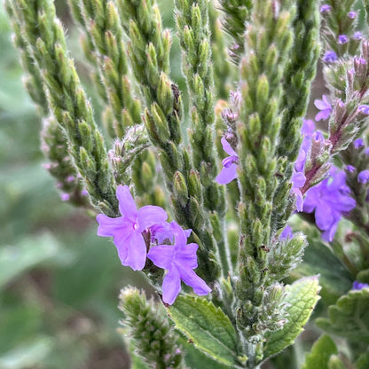 Semences - Verveine veloutée Akène, culture forestière