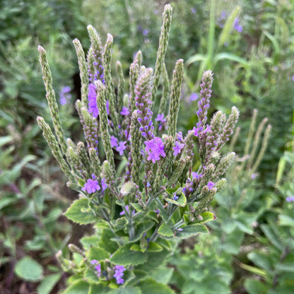 Semences - Verveine veloutée Akène, culture forestière