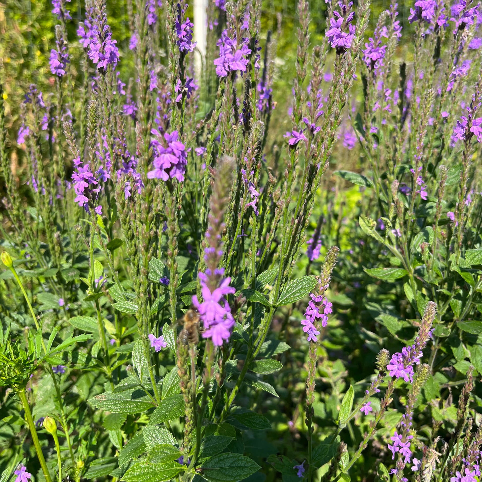 Semences - Verveine veloutée Akène, culture forestière