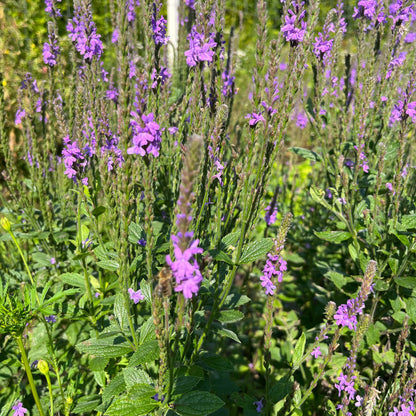 Semences - Verveine veloutée Akène, culture forestière