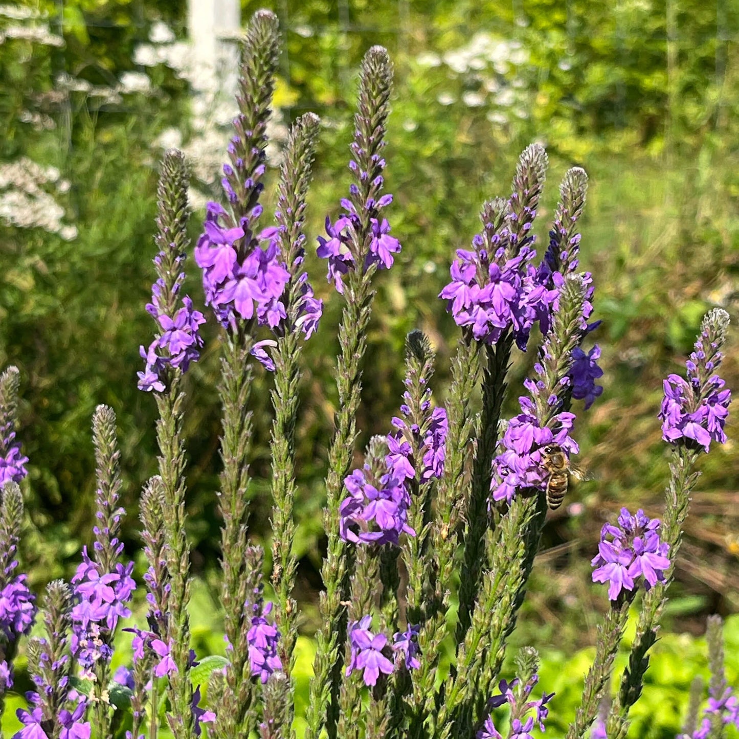 Semences - Verveine veloutée Akène, culture forestière