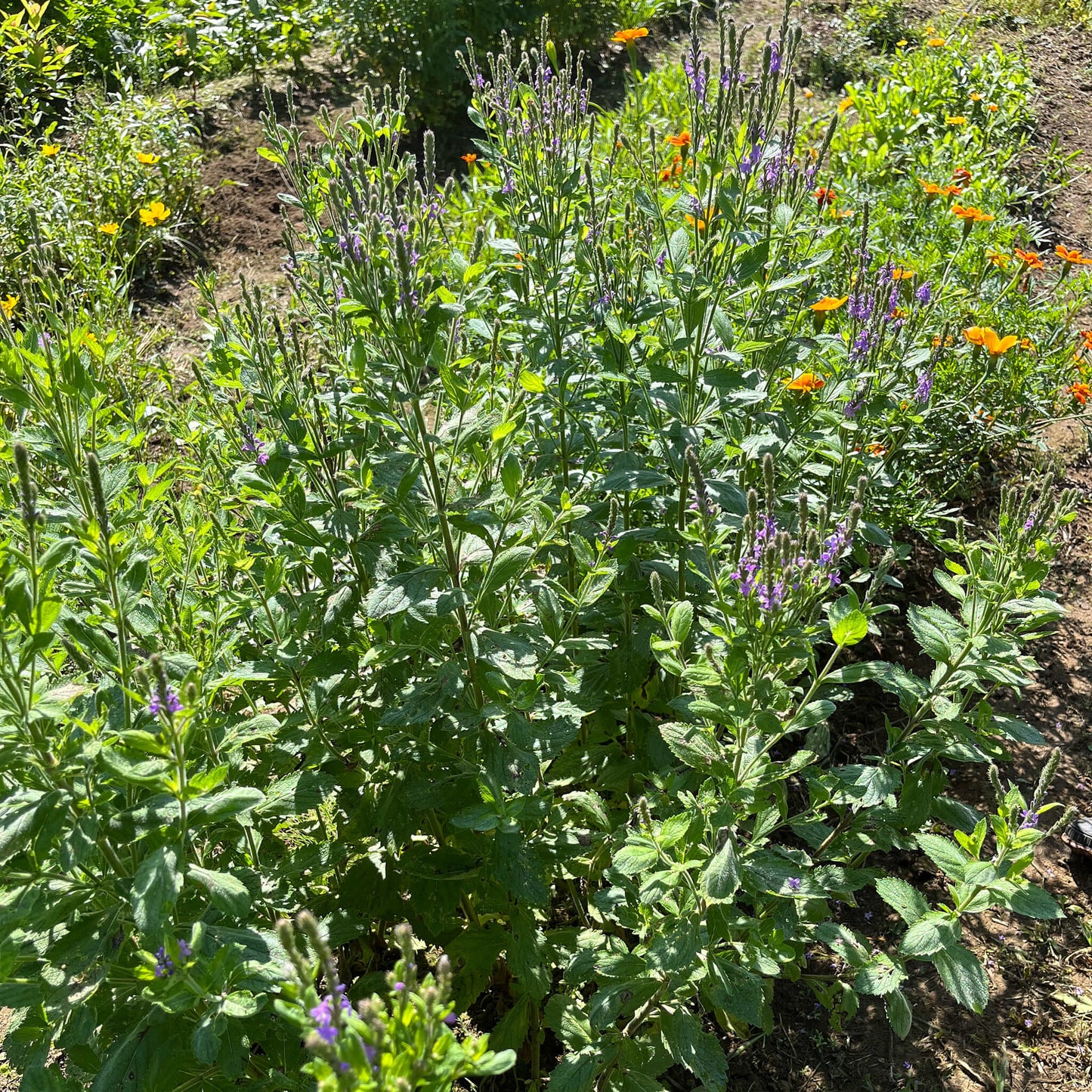 Semences - Verveine veloutée Akène, culture forestière