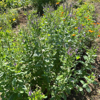 Semences - Verveine veloutée Akène, culture forestière