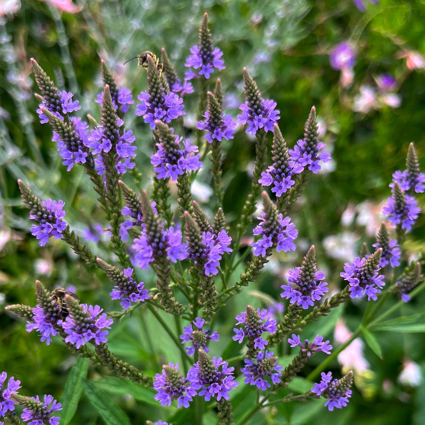 Semences - Verveine hastée Akène, culture forestière