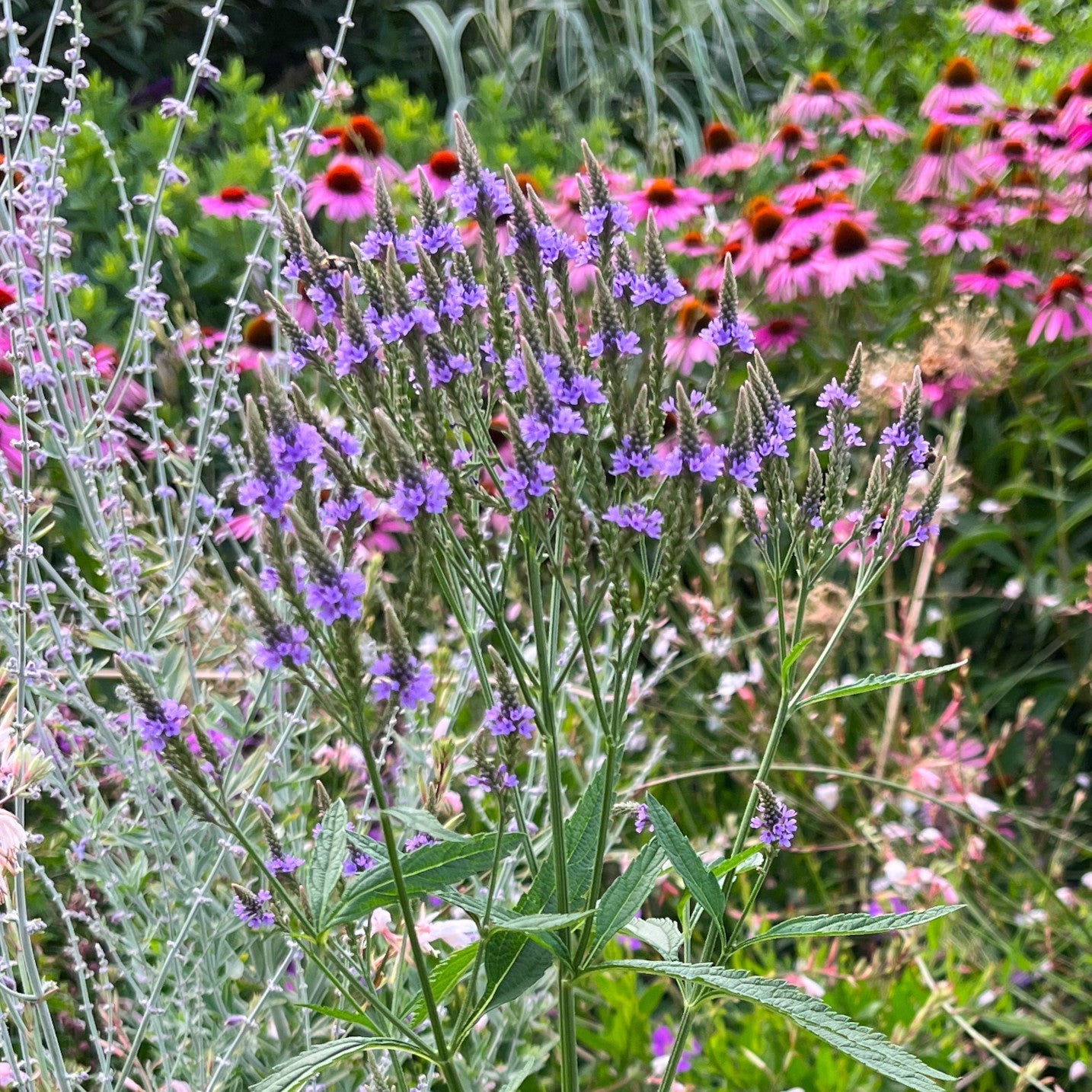 Semences - Verveine hastée Akène, culture forestière